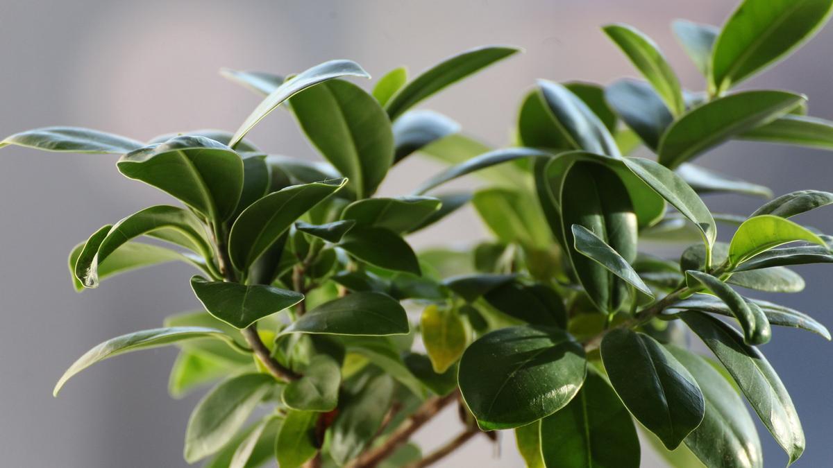 plantas interior ficus