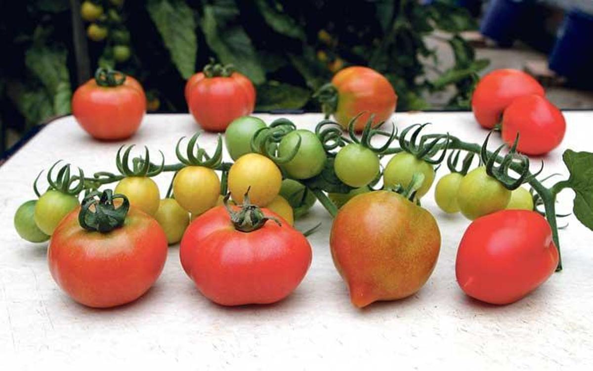 Mallorcas neue Super-Tomaten