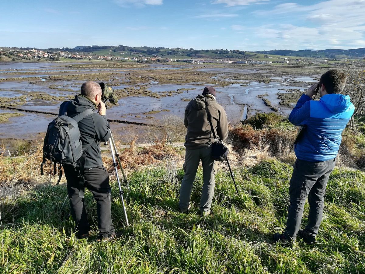 Observación de aves en las marismas de Santoña (Cantabria)
