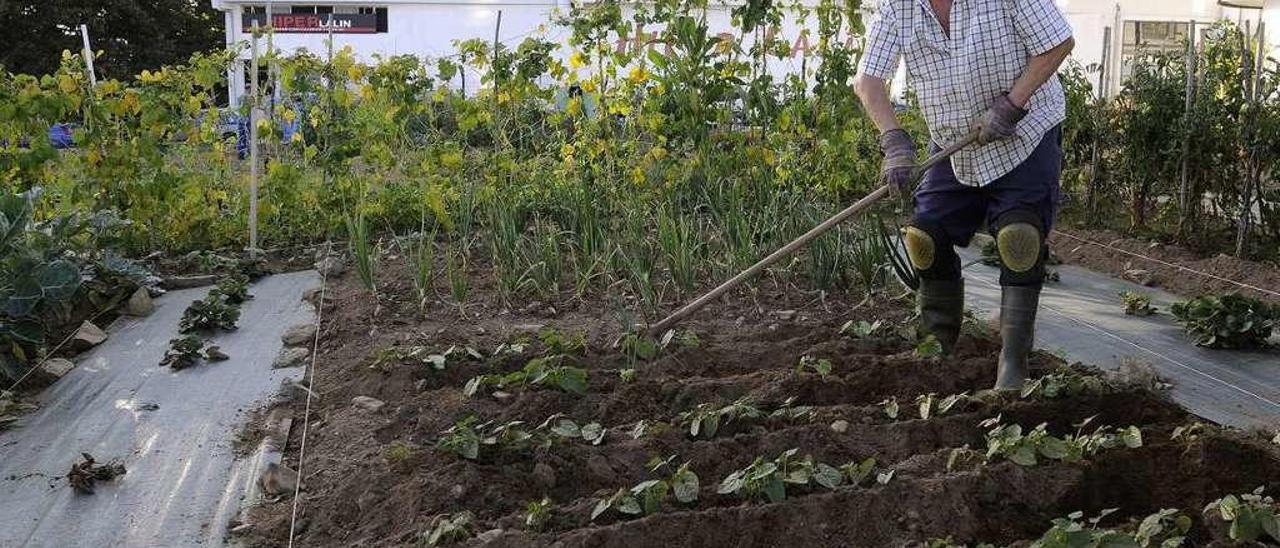 Francisco tiene una de las parcelas más amplias de la huerta ecológica. //Bernabé/Javier Lalín