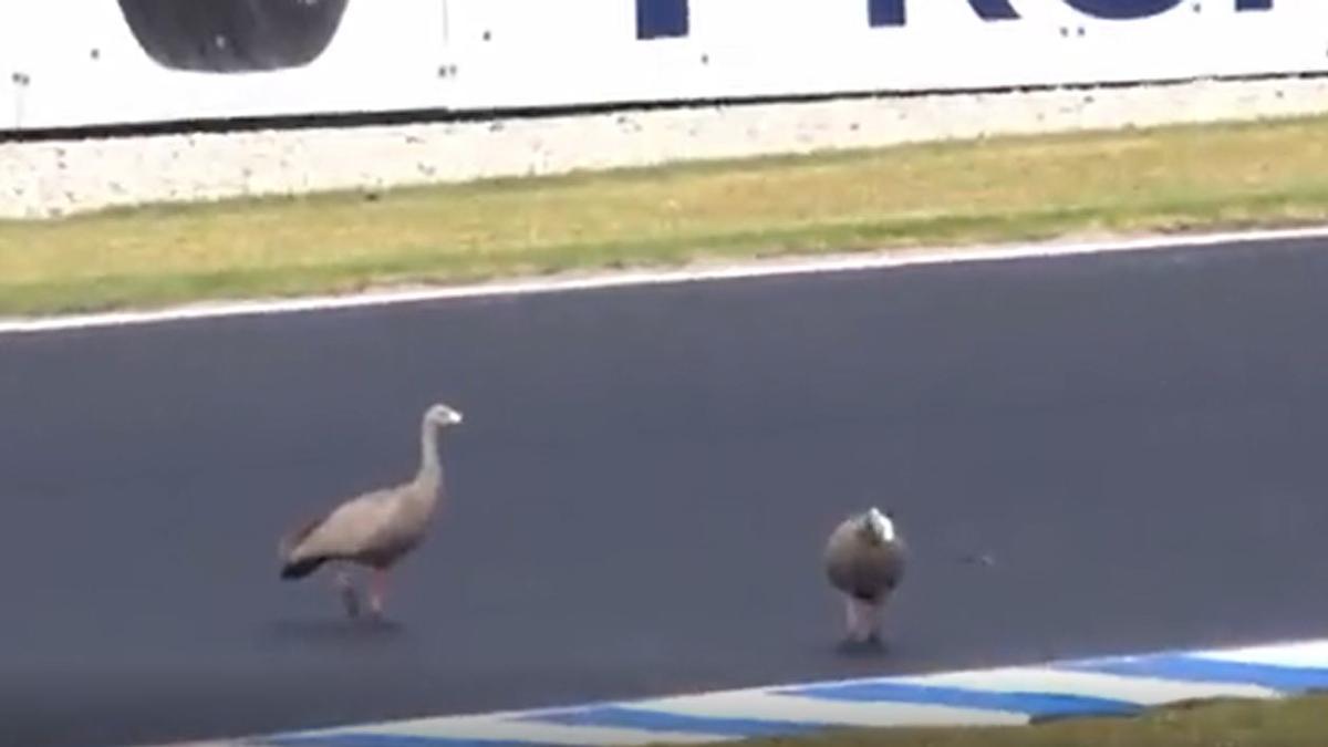 Dos gansos invaden la pista de Phillip Island