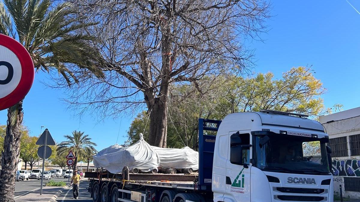 Un árbol de 34 toneladas "desfila" por Sant Joan