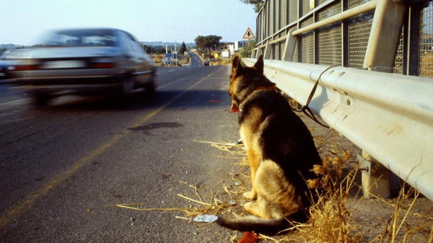 Exigen más policías para frenar el abandono de mascotas en Cartagena