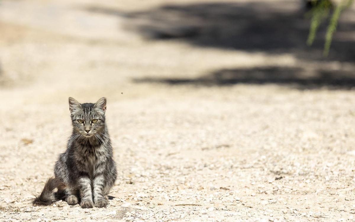 Un gato recogido en una protectora de Alicante