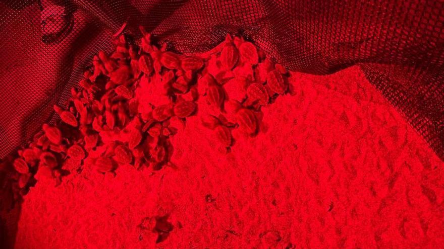 Noche de lluvia y de vida en las playas de Dénia: nacen otras 74 tortugas