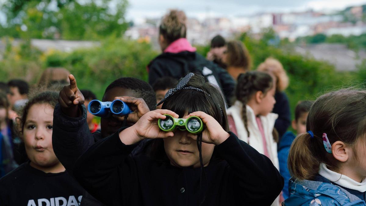 Un avistamiento fortuito se convierte en proyecto de investigación escolar: Maceda y Boimorto hermanados por las cigüeñas