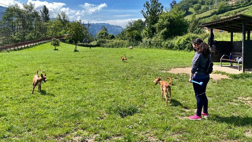 Los dueños de perros en Mieres: “Con la nueva normativa nos sentimos perseguidos”