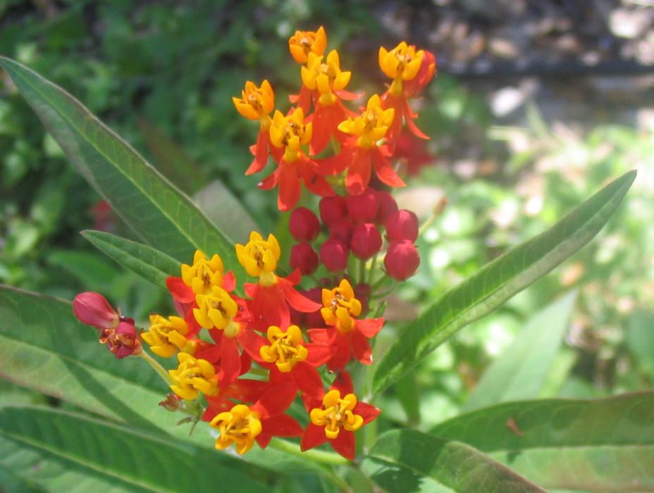 Asclepias, una planta exótica de la que se alimenta la Mariposa Monarca.