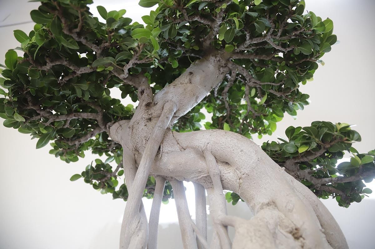 La exposición de bosáis de primavera de la Diputación de Córdoba, en imágenes