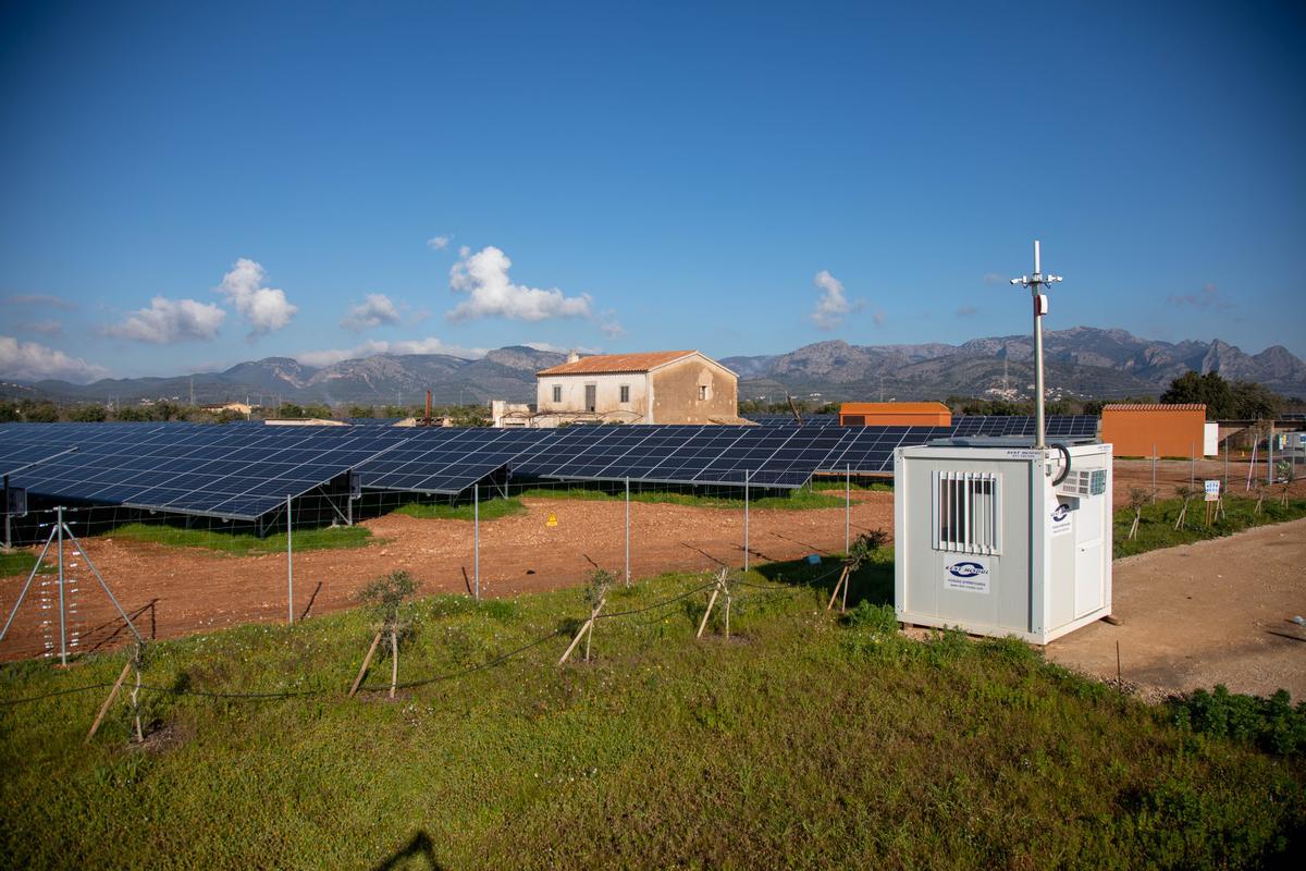Agricultura en Mallorca: La conselleria prioriza que los parques fotovoltaicos se compensen con cultivos de más valor agrícola