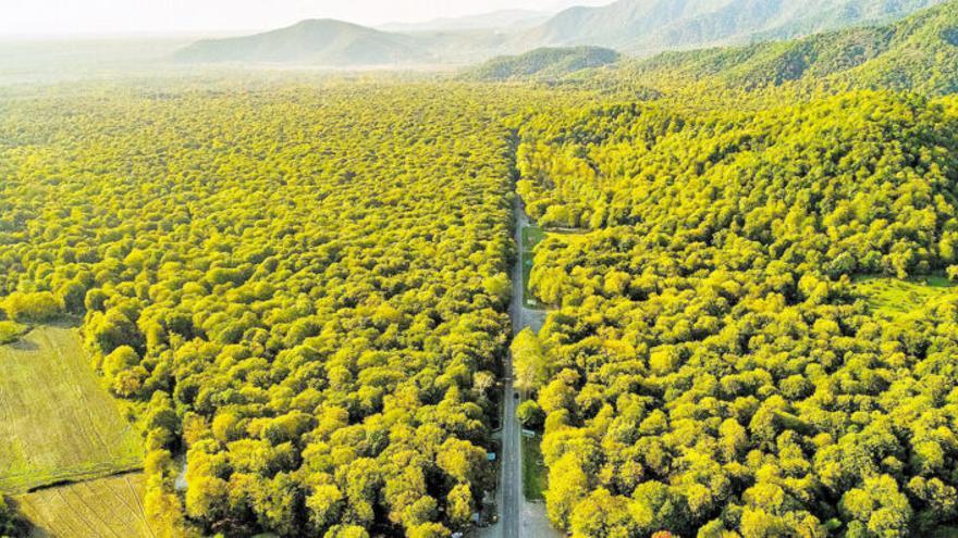 Los bosques del mundo, saturados de CO2