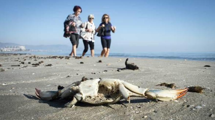 Los pescadores de Castelló alaban las propiedades del cangrejo azul y apuestan por su comercialización