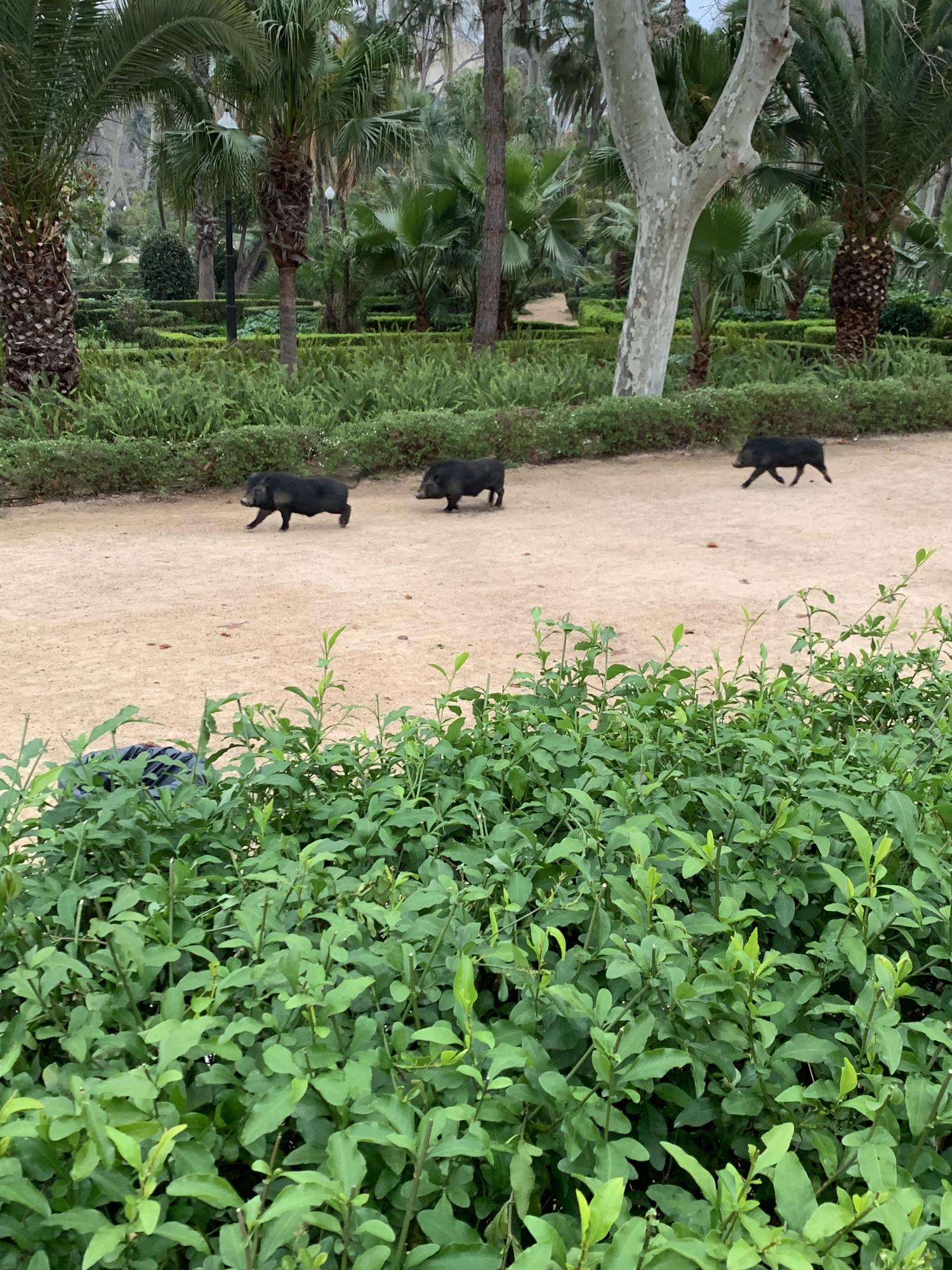 Porcs al parc Ribalta.