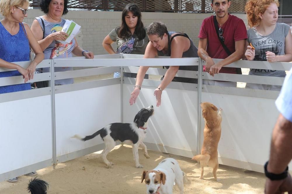 Muestra de mascotas en La Fama