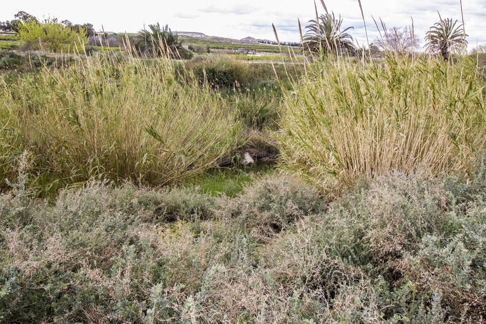 Plan de choque para limpiar el soto de la margen del Segura en Almoradí