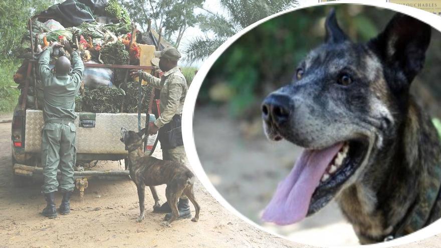 Holly, la perrita policía que lucha contra el tráfico de animales en África, busca familia en España