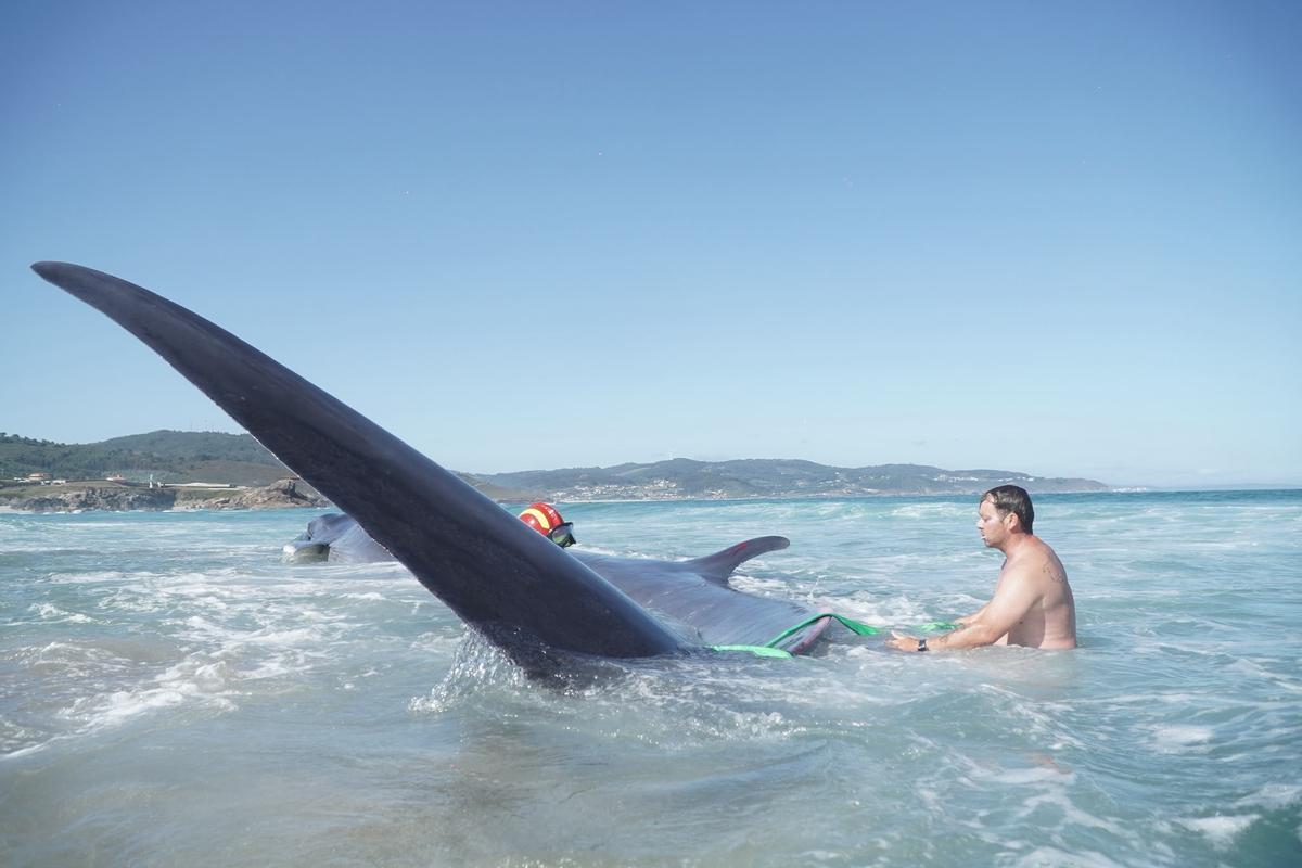Rescate de la ballena varada en Arteixo
