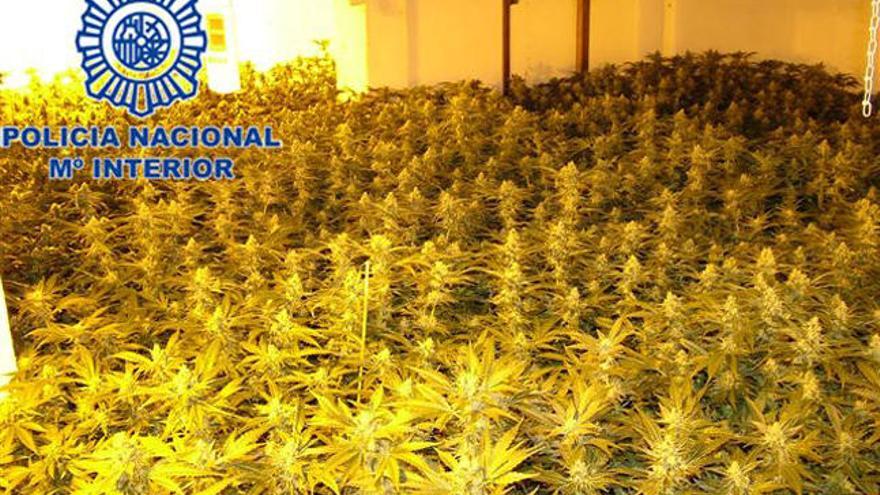 Intervenidas mil plantas de marihuana en una vivienda