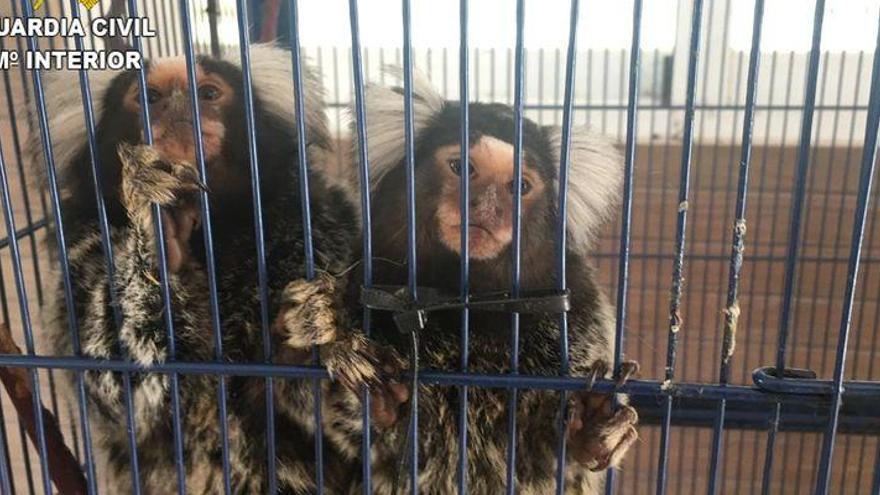 La Guardia Civil recupera dos monos titís en Burriana