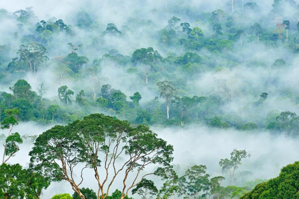 Selva en el valle Danum, Sabah, Borneo
