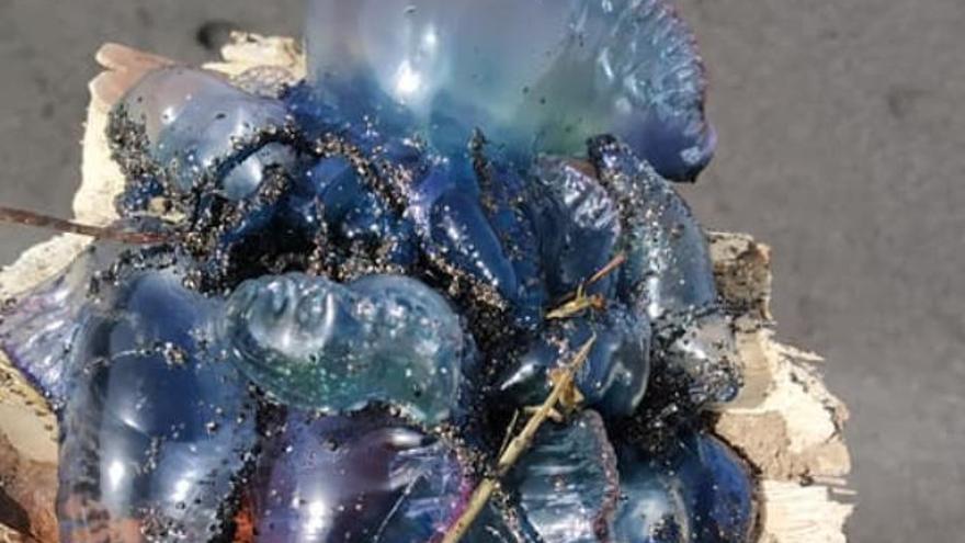 Medusas recogidas ayer en la playa realejera del Socorro.