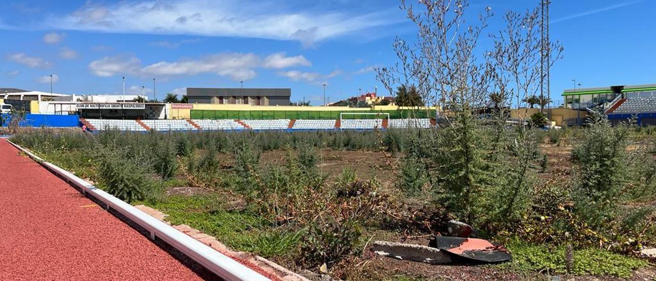 Imagen reciente del césped del estadio de Maspalomas.