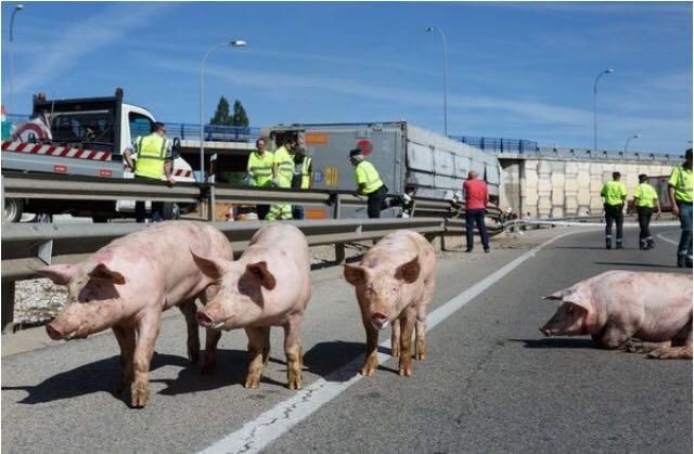 Un grupo de cerdos toma la entrada a Soria