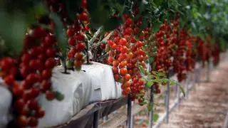 Finalista Premios Pueblo del Año 2023: La huerta de Mutxamel y sus tomates