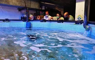 Proyecto piloto para la conservación de pequeños tiburones en Palma Aquarium