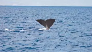 La ruta de los gigantes: enormes ballenas surcan los mares de la Región de Murcia en verano