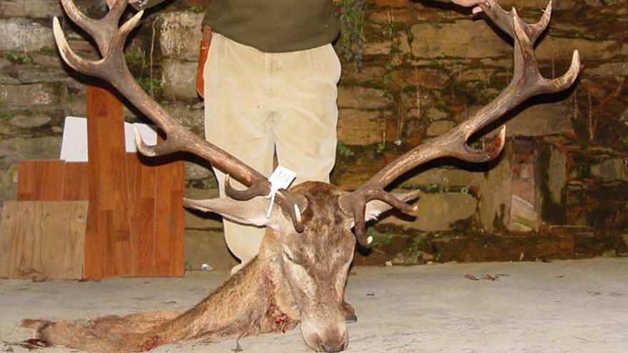 Piden cárcel por la caza furtiva de un ciervo en Losilla