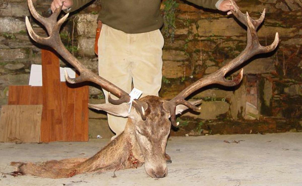 Un trofeo de ciervo recién cortado.  | ARCHIVO