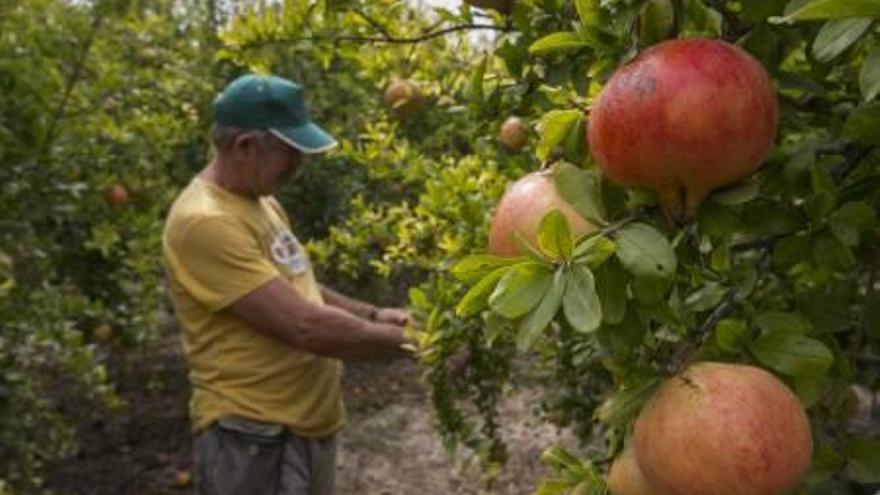 Una lluvia por esta época podría beneficiar al cultivo de la granada.