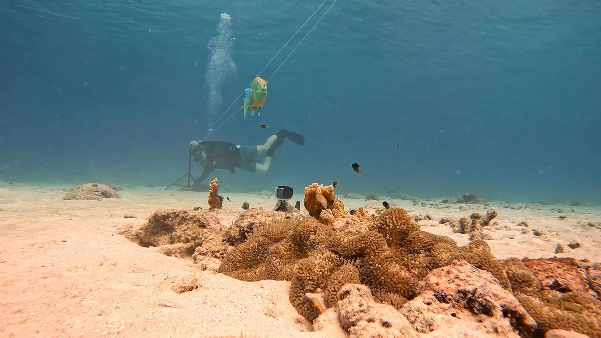 Los investigadores pasaron horas bajo el agua tirando de peces modelo a lo largo de un cable pasando por colonias de damiselas y filmando sus respuestas.