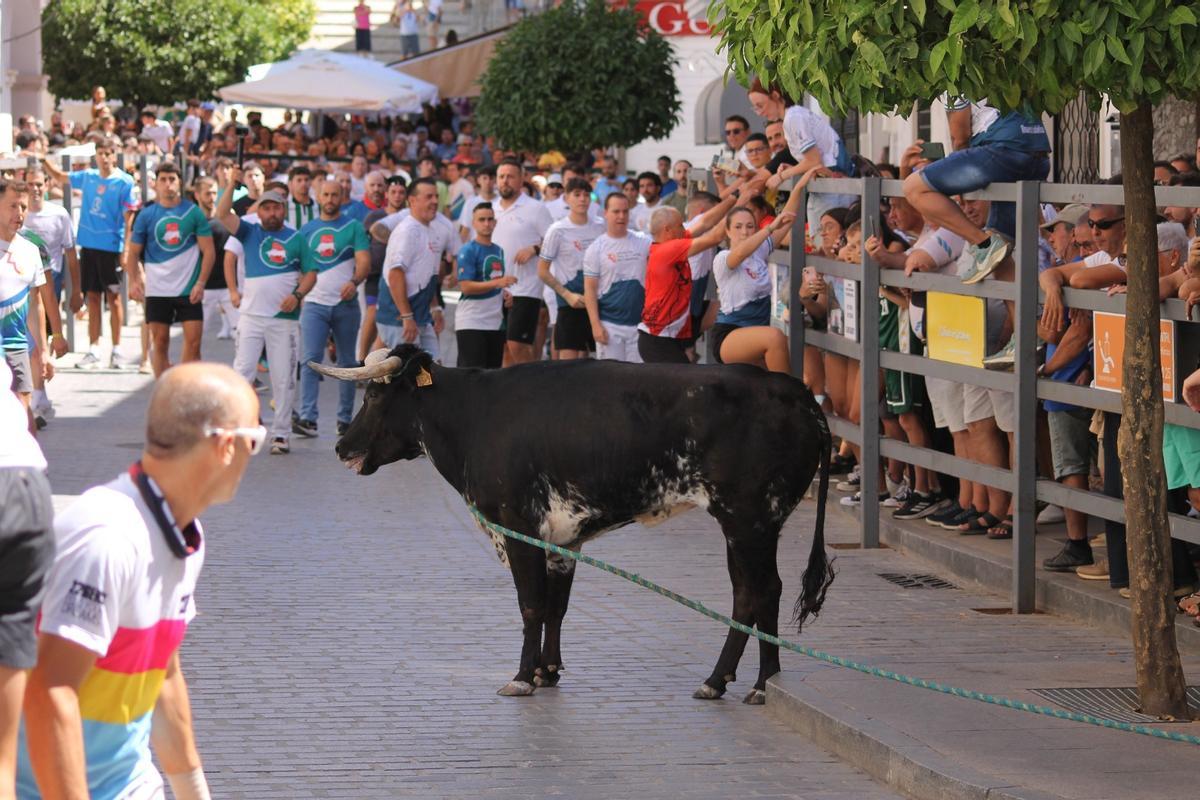 El toro de cuerda de Carcabuey, en imágenes