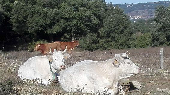 Mamífers. Grup de vaques que reposen tranquil·lament sobre un terreny sec i a ple sol.