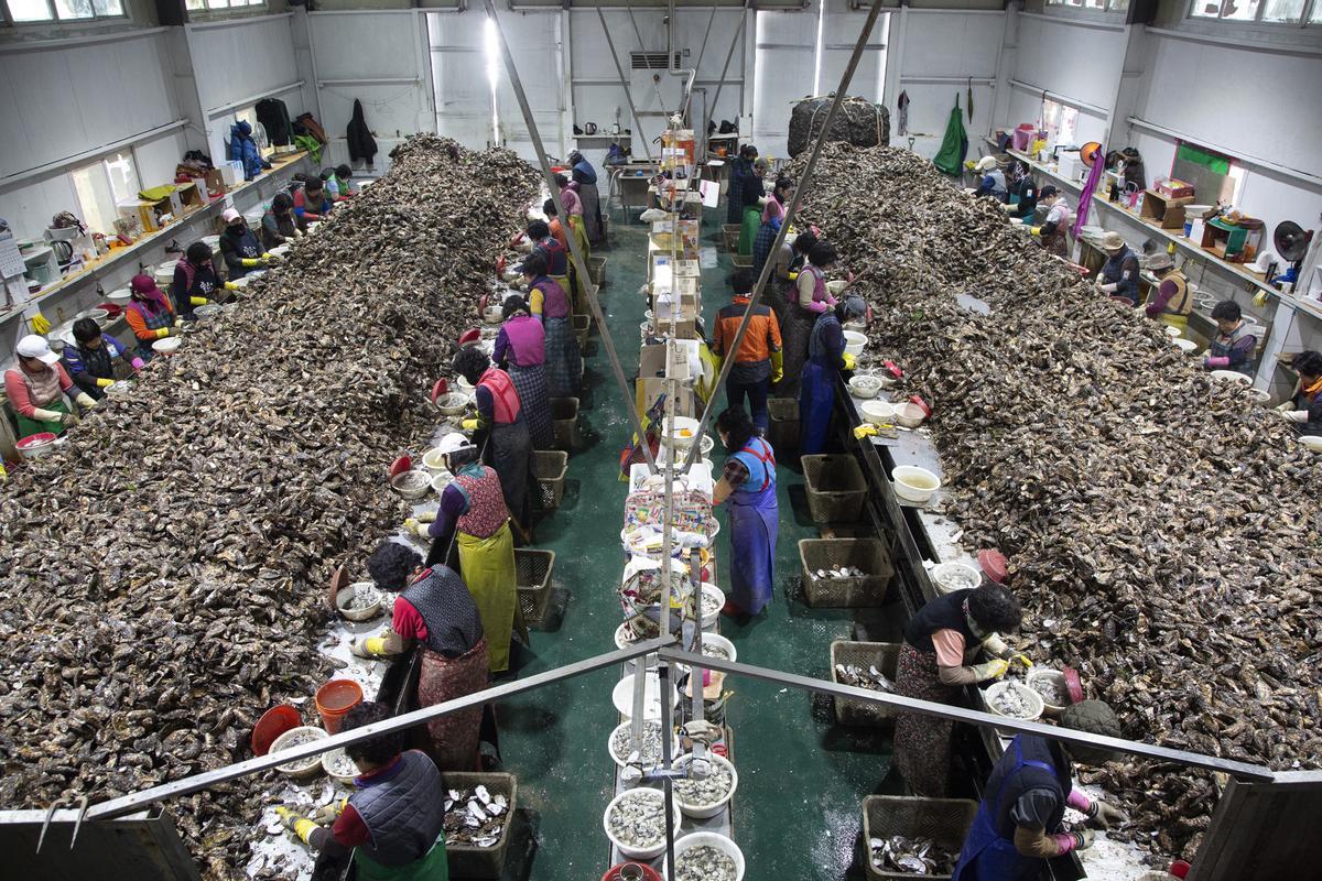 Auge del cultivo de ostras en Tongyeong (Corea del Sur)