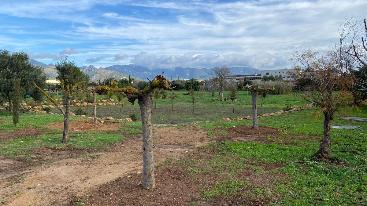 Cinco de las 14 moreras retiradas pudieron ser trasplantadas a una zona ajardinada cercana.