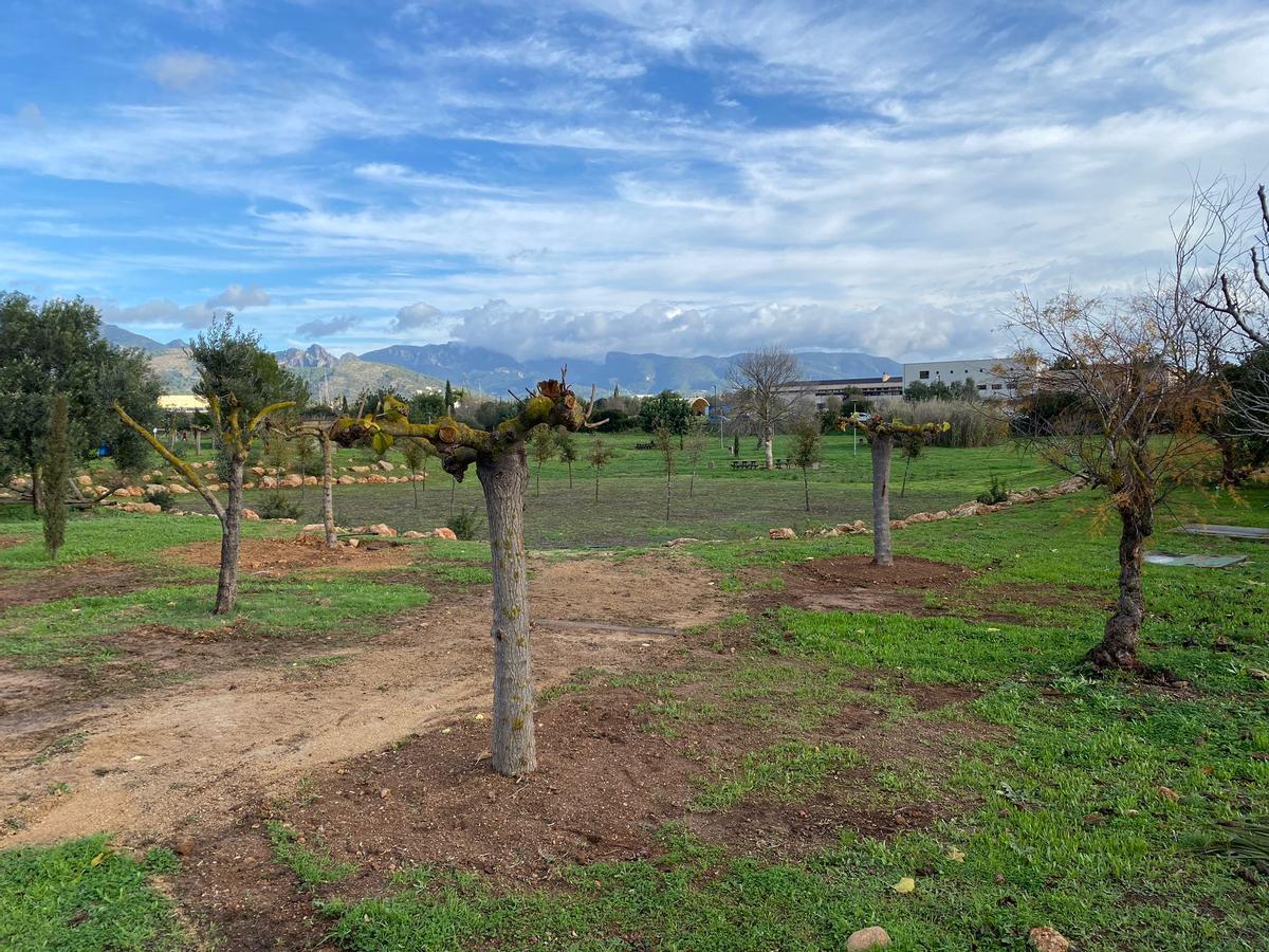 Cinco de las 14 moreras retiradas han podido ser trasplantadas a una zona ajardinada cercana