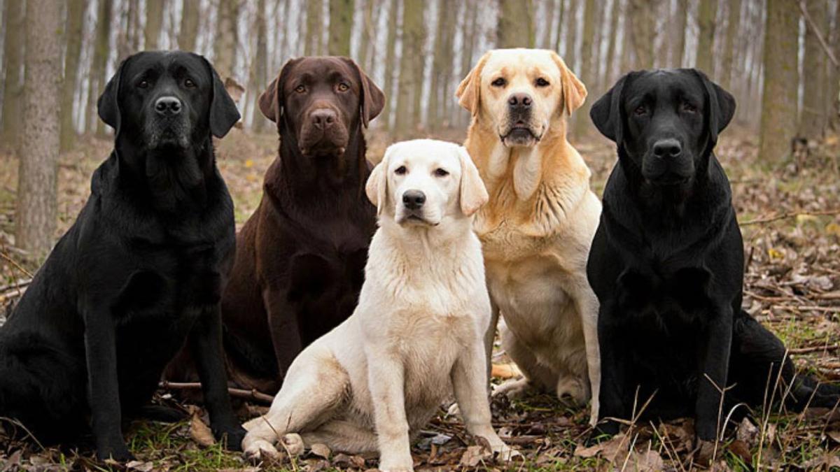 España suma 15 millones de mascotas, más del doble que niños menores de 15  años - Información