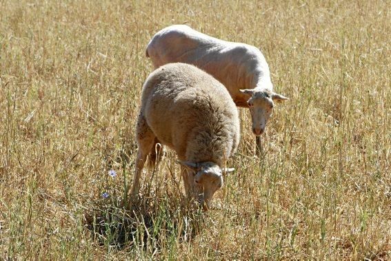 Es ist warm geworden, die Schafscherer sind im Dauereinsatz. Und versetzen sich in eine Art Rauschzustand.