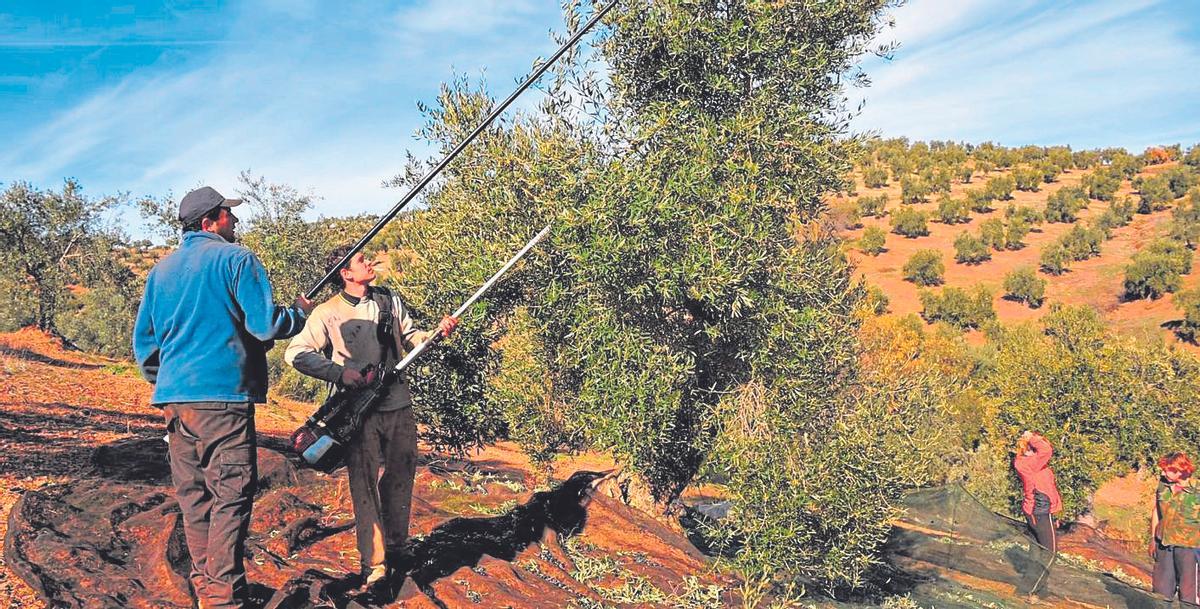 Recolección de la aceituna en el norte de la provincia de Córdoba