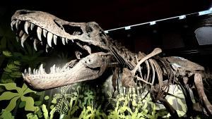 Reproducción de un esqueleto de Tyrannosaurus rex en la muestra Cazadores de dragones.
