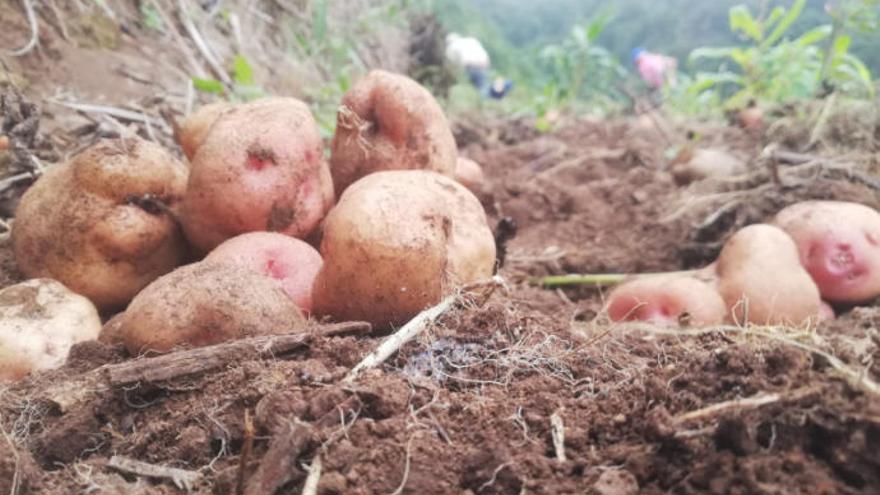 Cultivo de papas en la Isla.