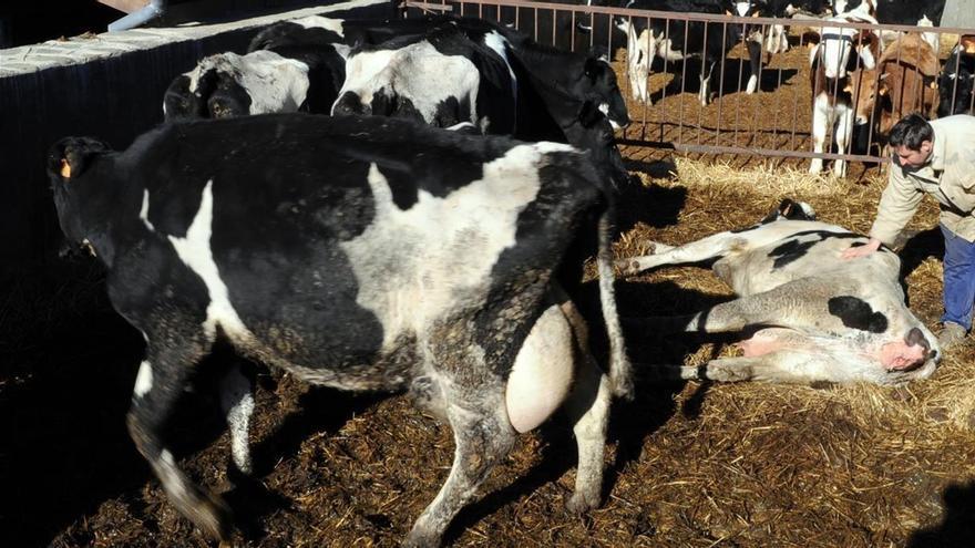 El Gobierno paraliza la regulacion de la venta de leche cruda