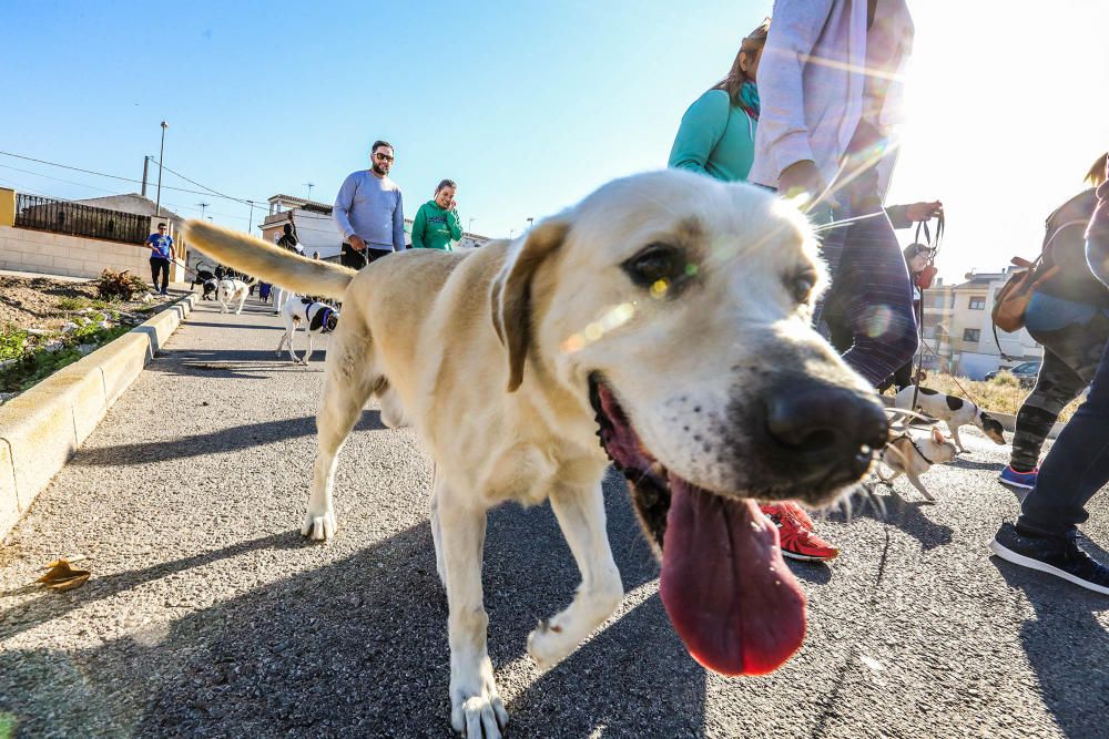 Almoradí celebra su primera Caminata Solidaria con animales