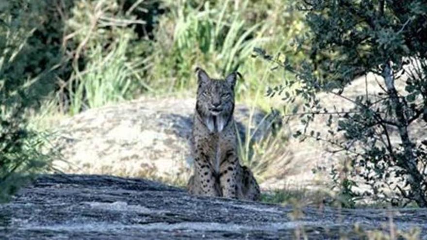 Muere K2, uno de los ocho linces ibéricos reintroducidos en la región