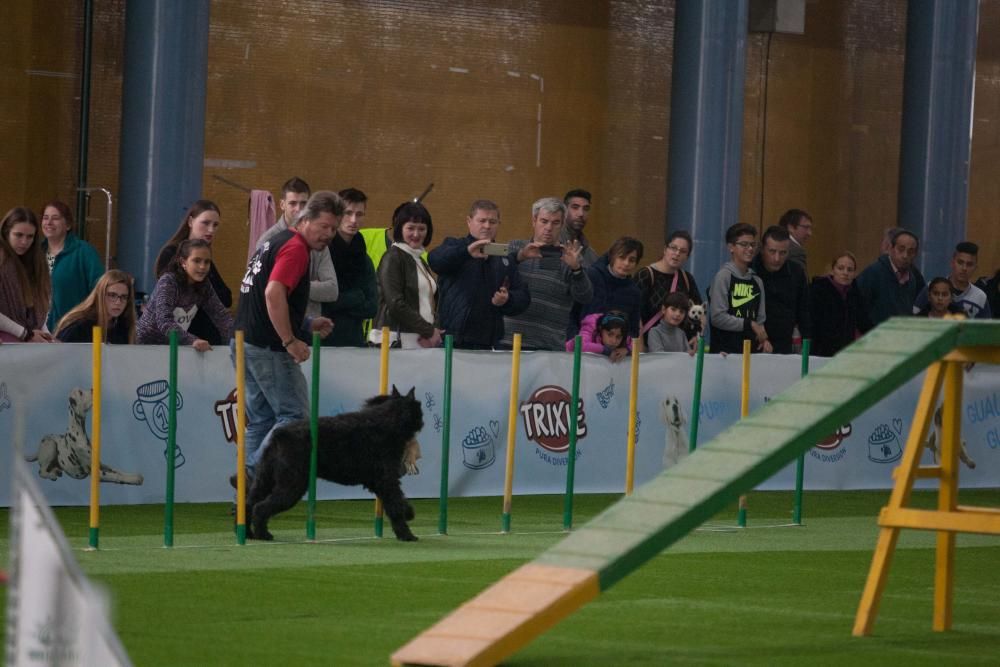 La Mascotada da brillo a Expocachorro