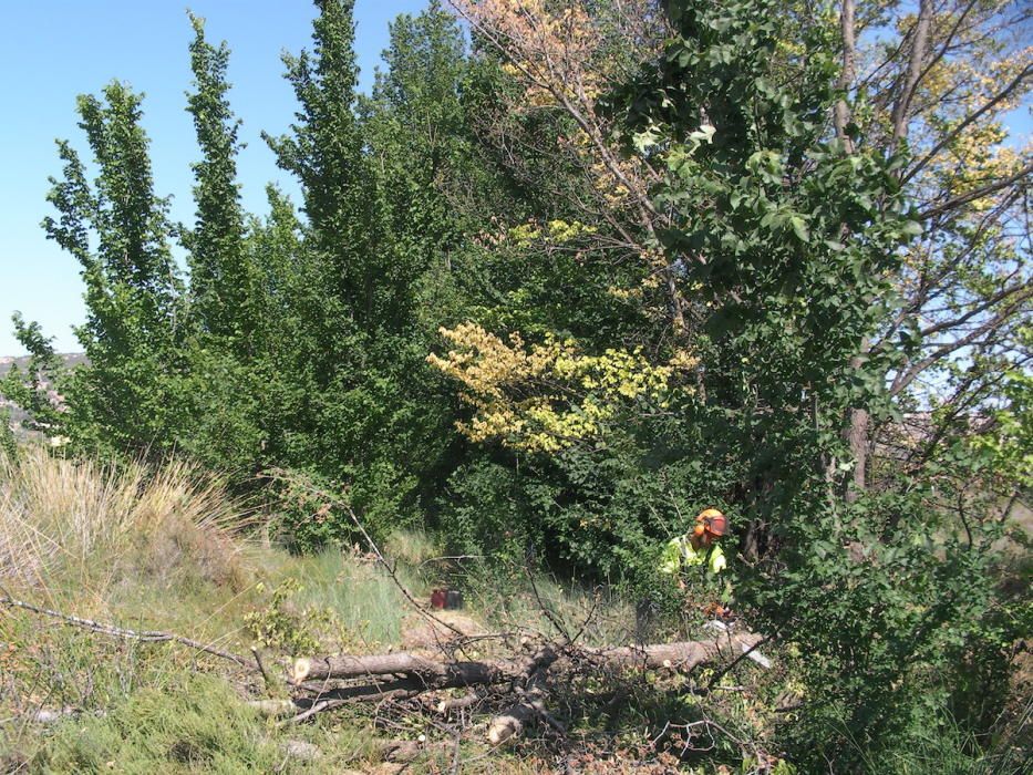 Medio Ambiente alerta sobre la peligrosidad del hongo