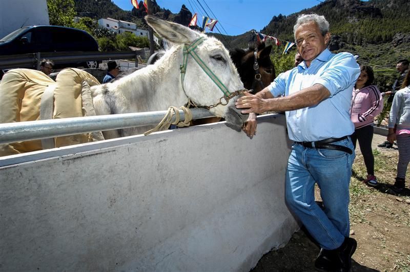 XX Feria Equina de La Culata de Tejeda